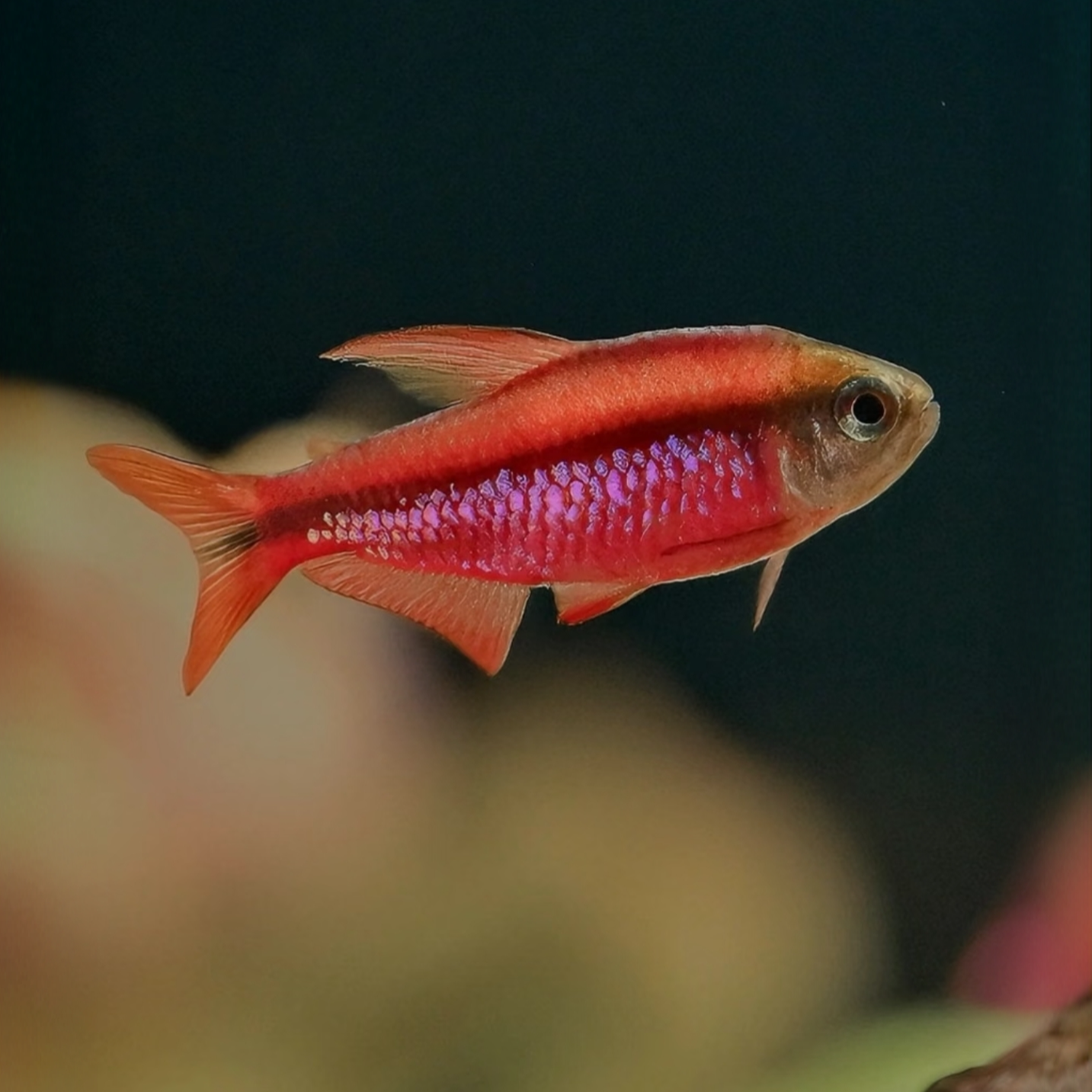 【超级红魔鬼】小型灯科鱼观赏鱼热带鱼