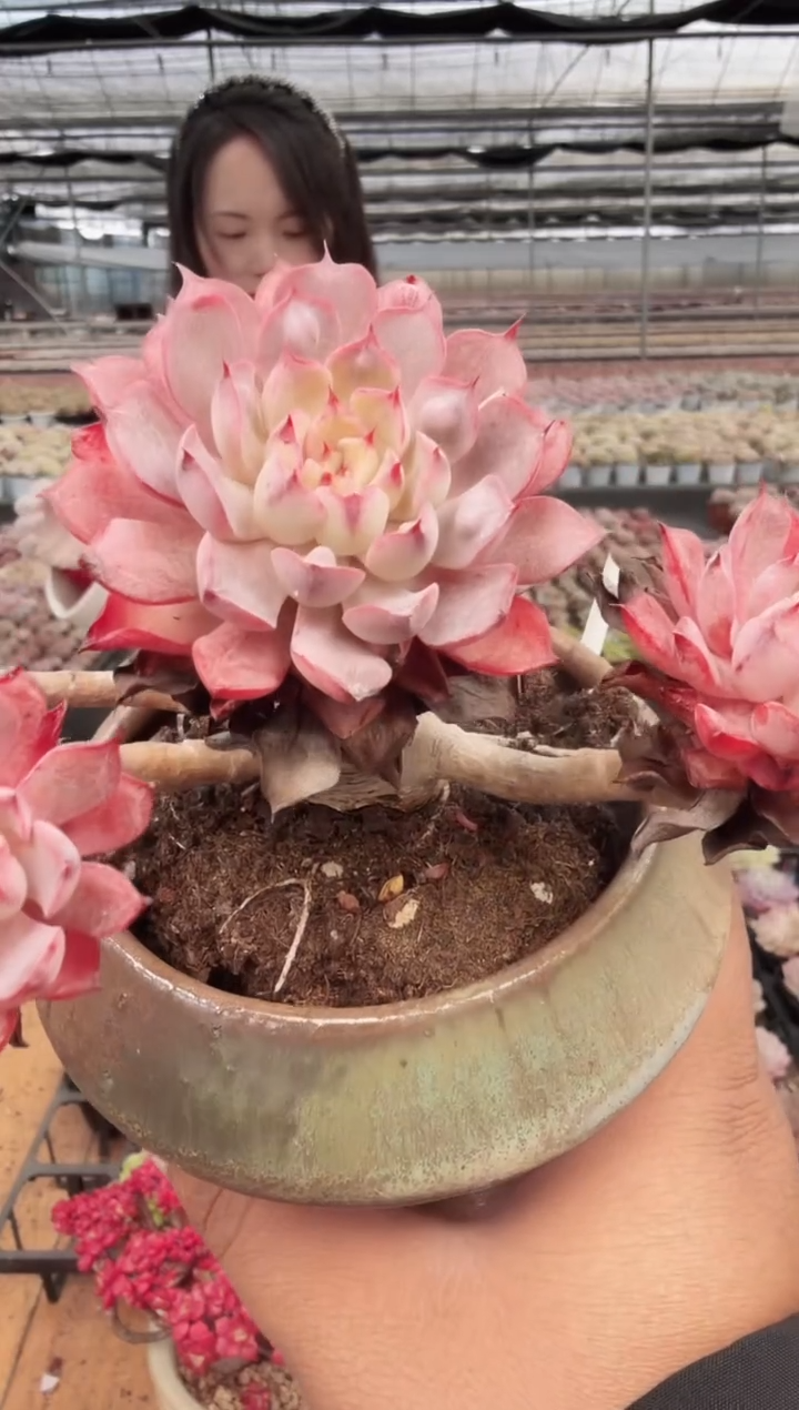 东云多肉园新款-208