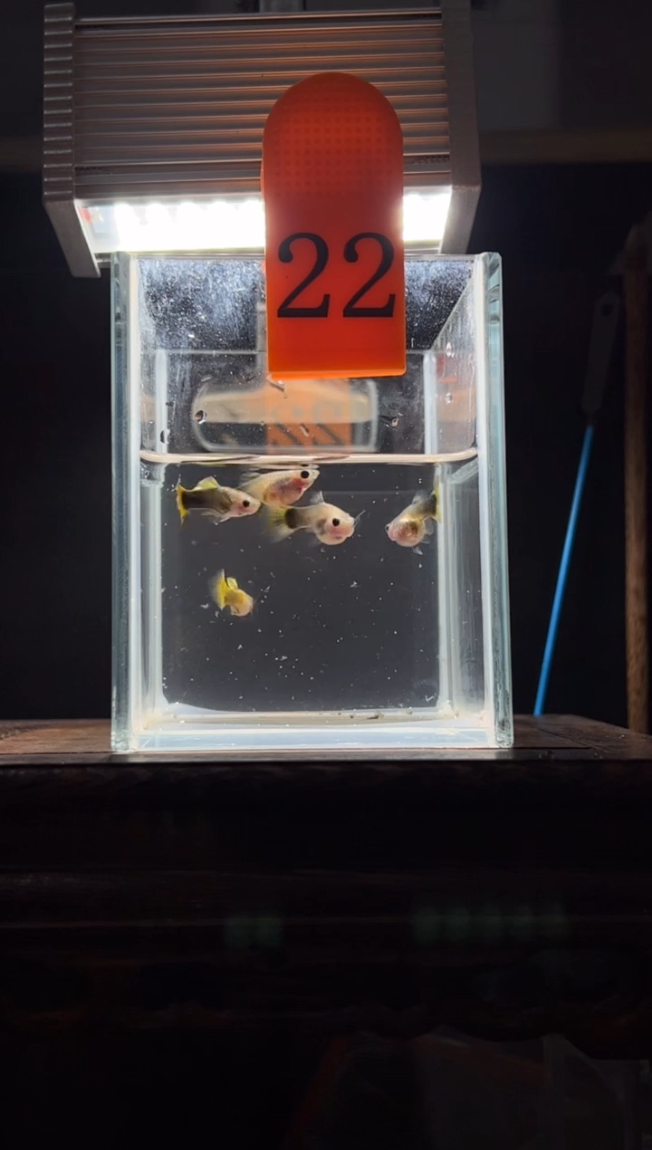 孔雀鱼小蜜蜂编号22