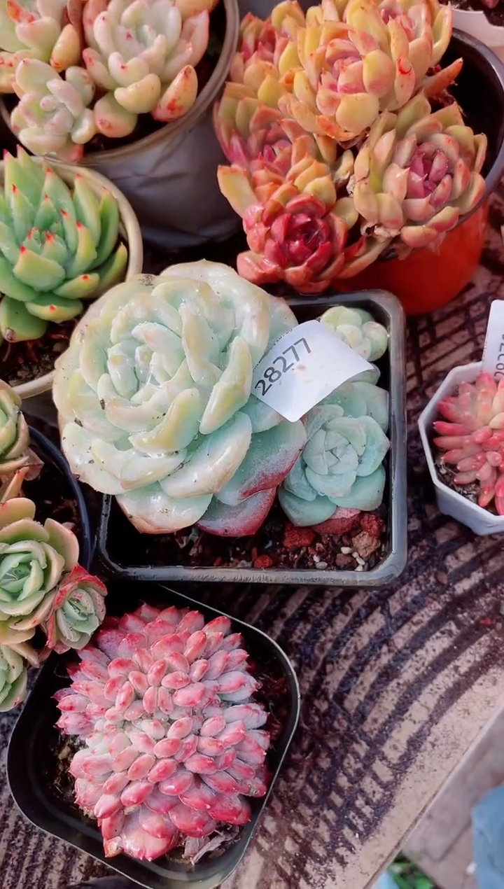 赖***也跃跃精品多肉28277