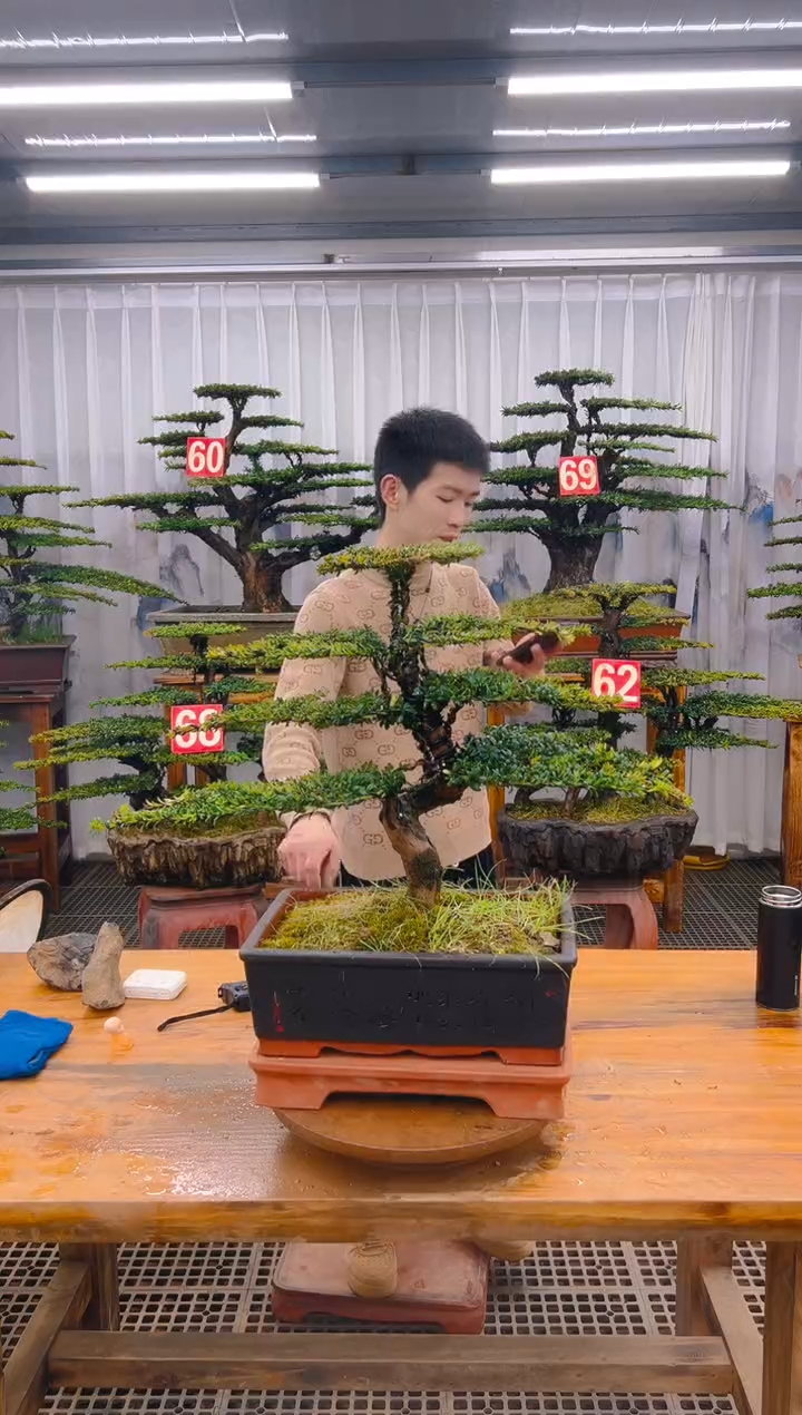 【闪购商品】紫砂精品盆景直播间一物一拍