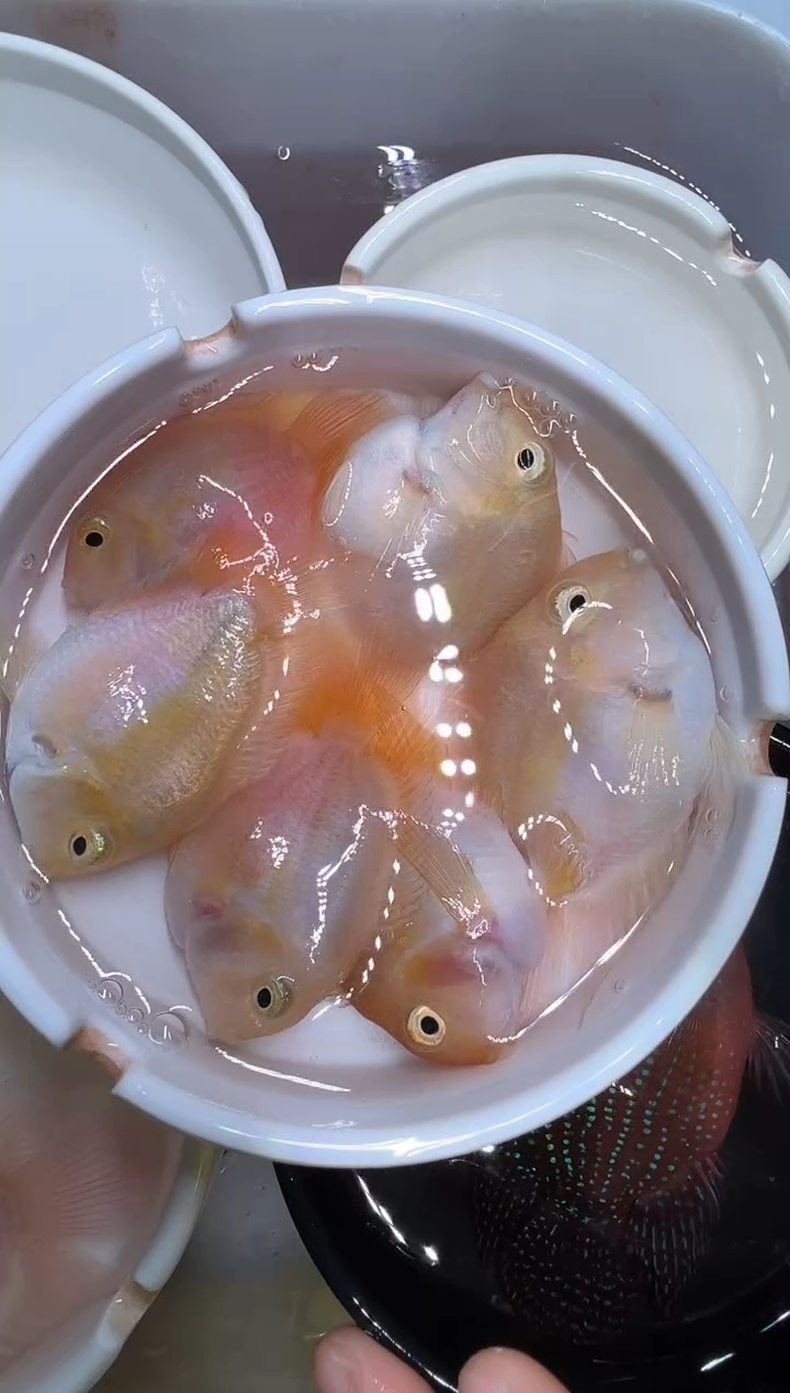 鹦鹉鱼迷你鹦鹉4备损2条