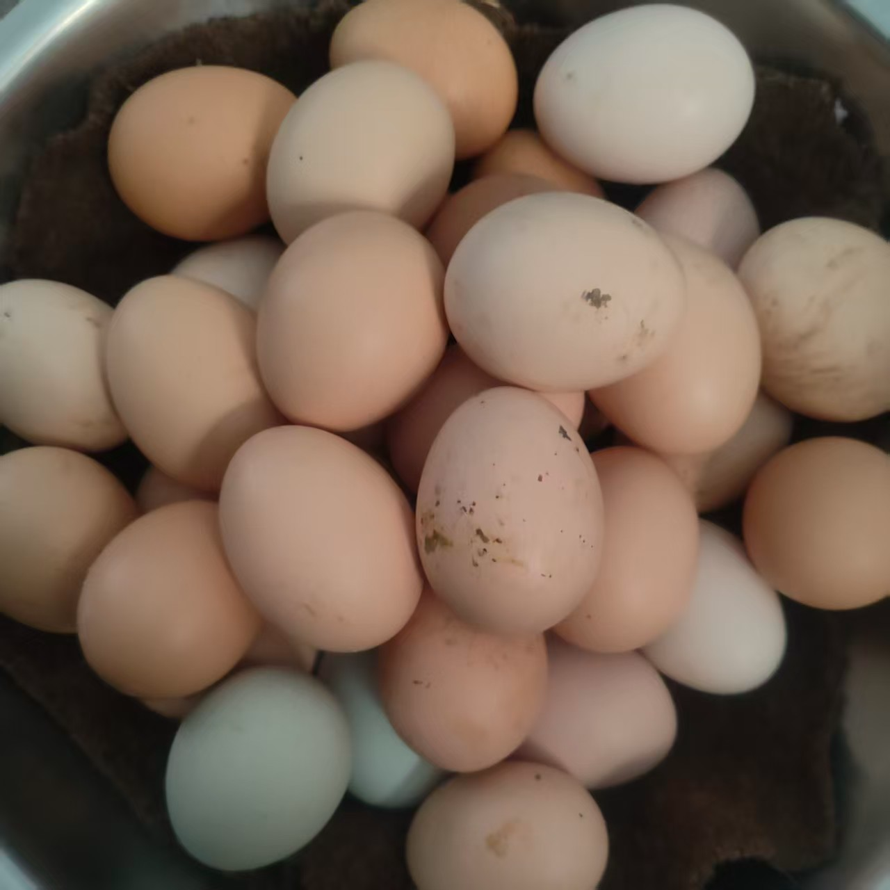 建湖胖子散养跑地鸡鸡蛋