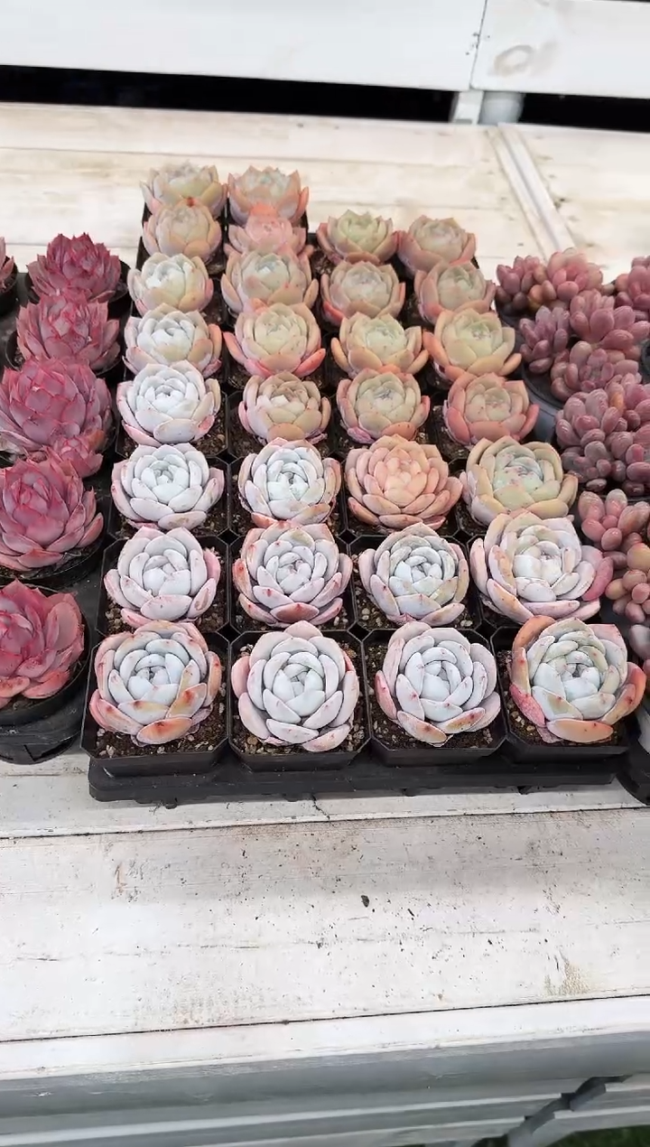 70#梦雪单头（4-7cm）脱土