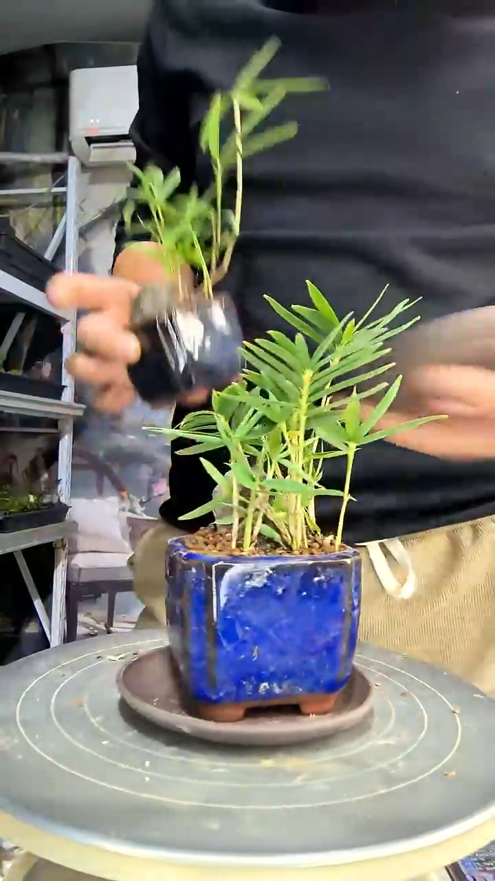 我*猛中青园艺一物一拍花290