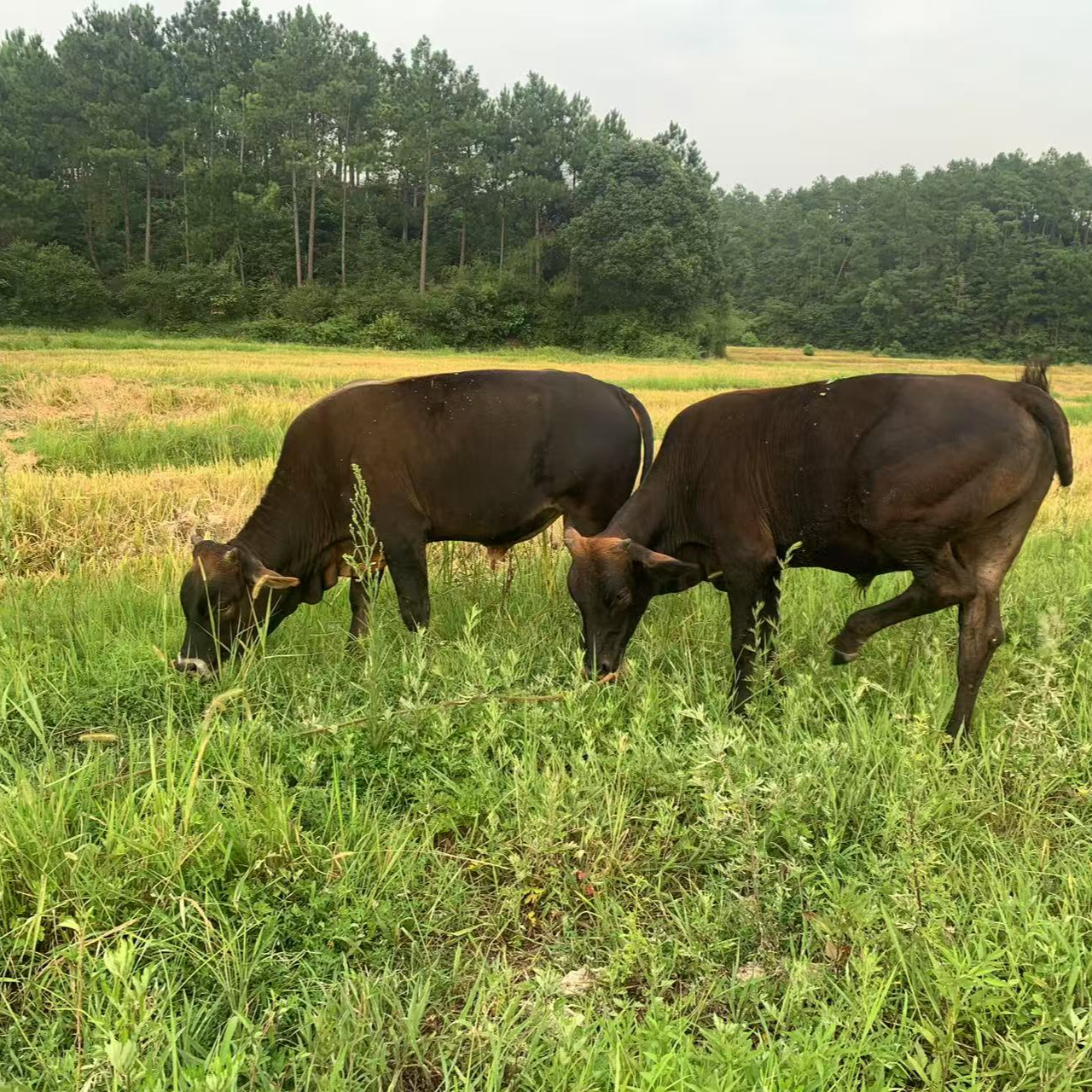 （一物一拍分割后不退）老品种黄牛肉