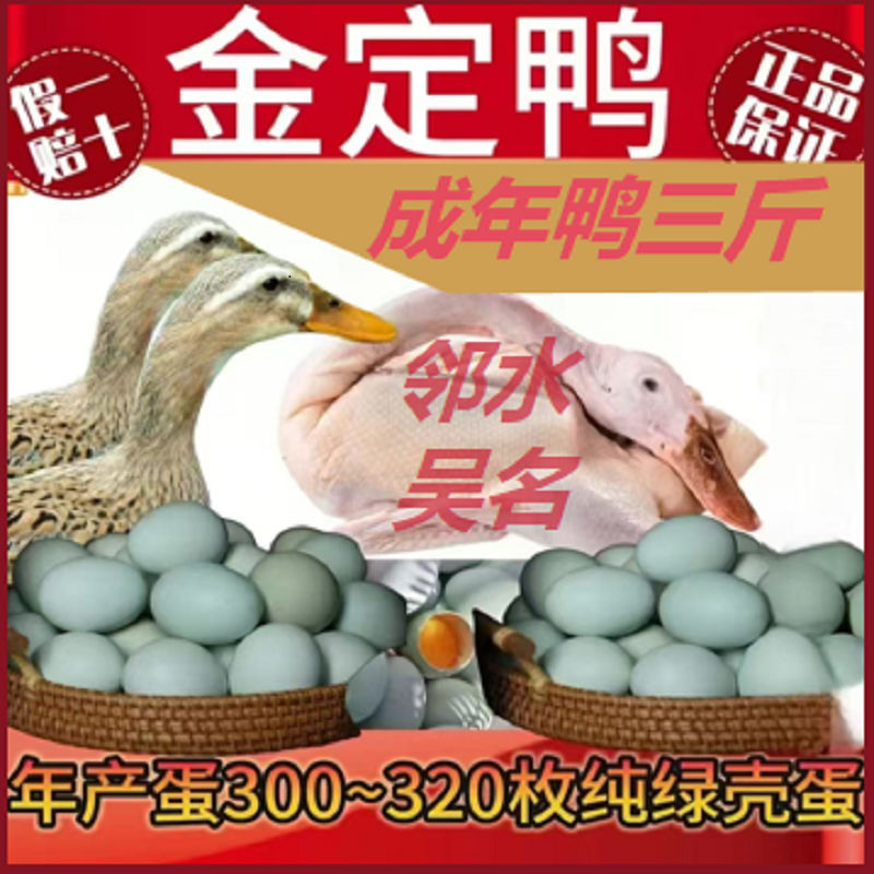【五只】生鲜整鸭可食用 金定母鸭5只总净重7斤单只1.3-1.5斤以上