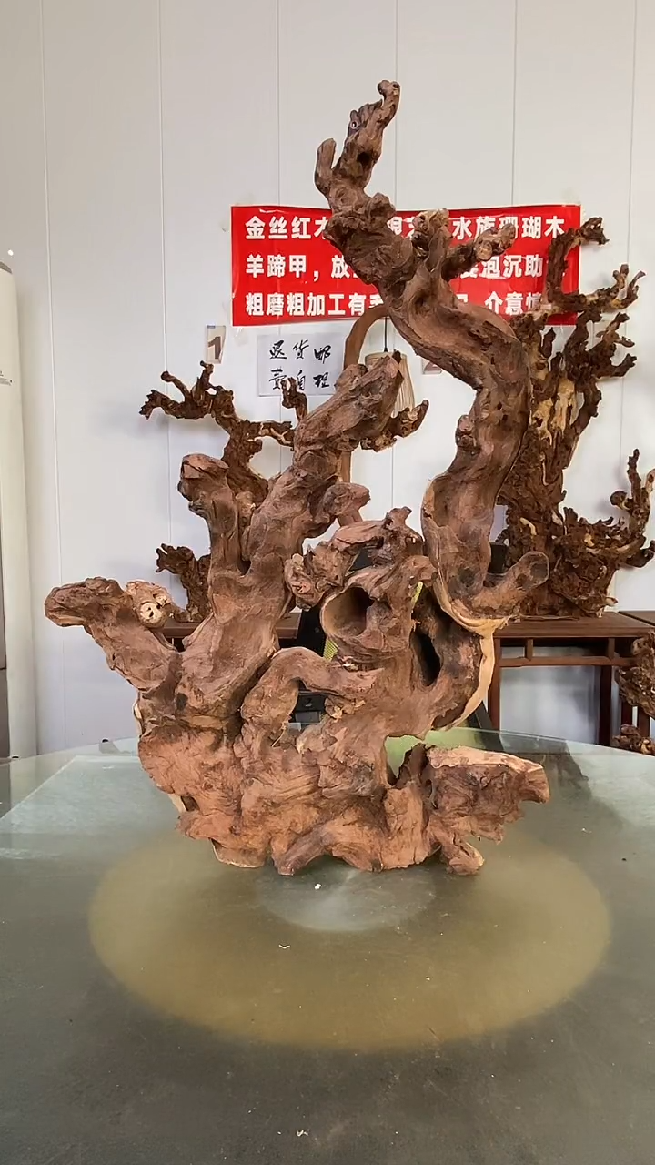 香榧木知**乐金丝红木 羊蹄甲
