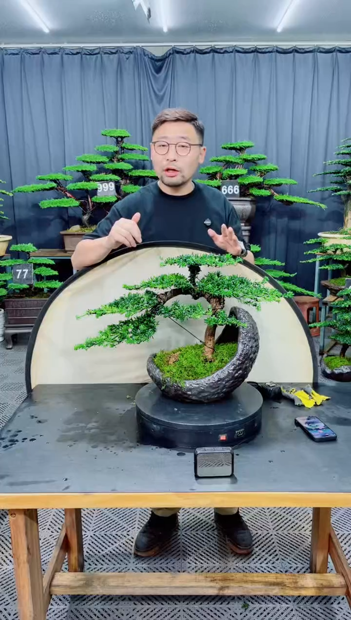 无花朵罗汉松盆景....