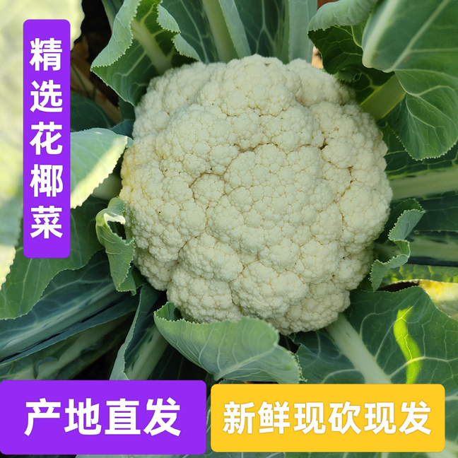 农家自种新鲜花椰菜当季蔬菜现摘现发包邮