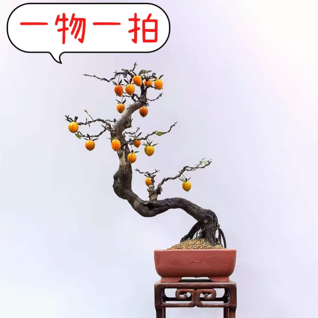 华景园盆景（一物一拍）专拍链接，请勿私拍！