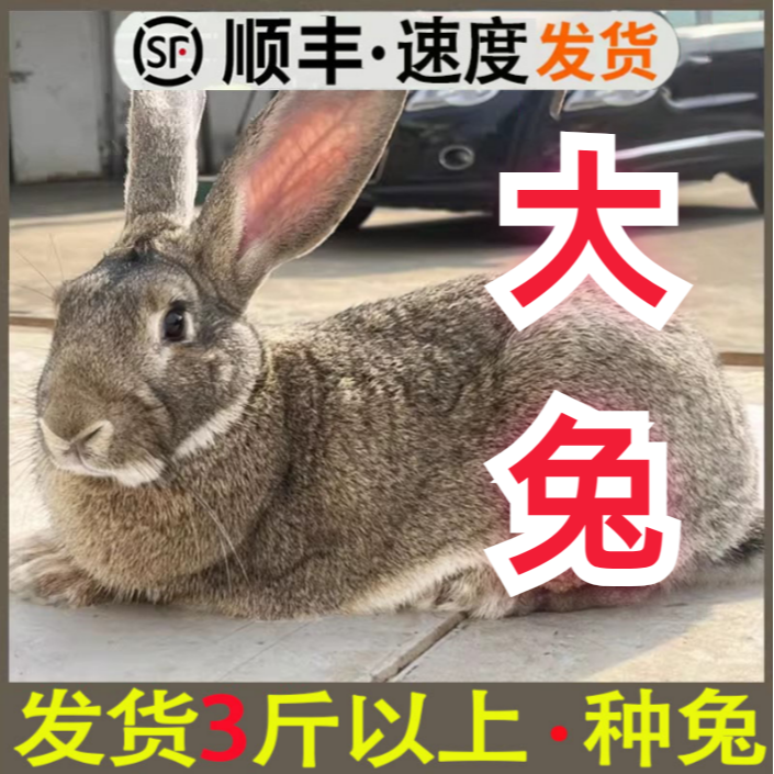 兔子直播间挑选重量价格链接比利时肉兔回家包3天