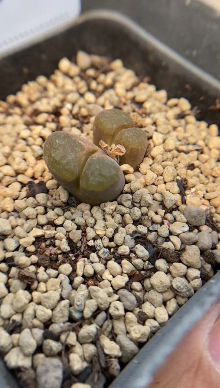 5328直播一物一拍