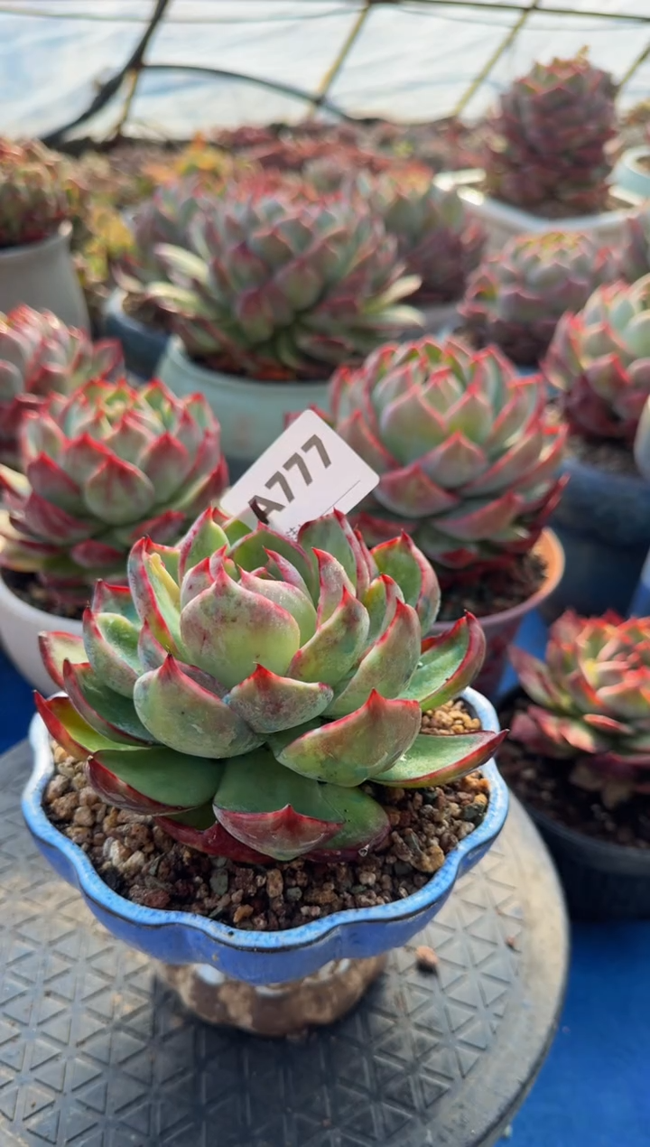 【闪购商品】A777惊鸿仙子（裸根发货）