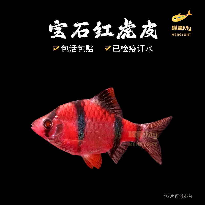 红虎皮鱼热带鱼小型观赏鱼群游鱼混色虎皮鱼鱼食淡水好养活