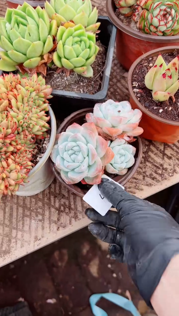 老*亮多肉植物一物一拍04037