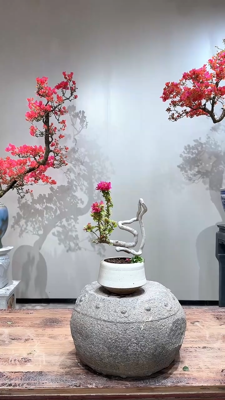 【闪购商品】盆景小桃红