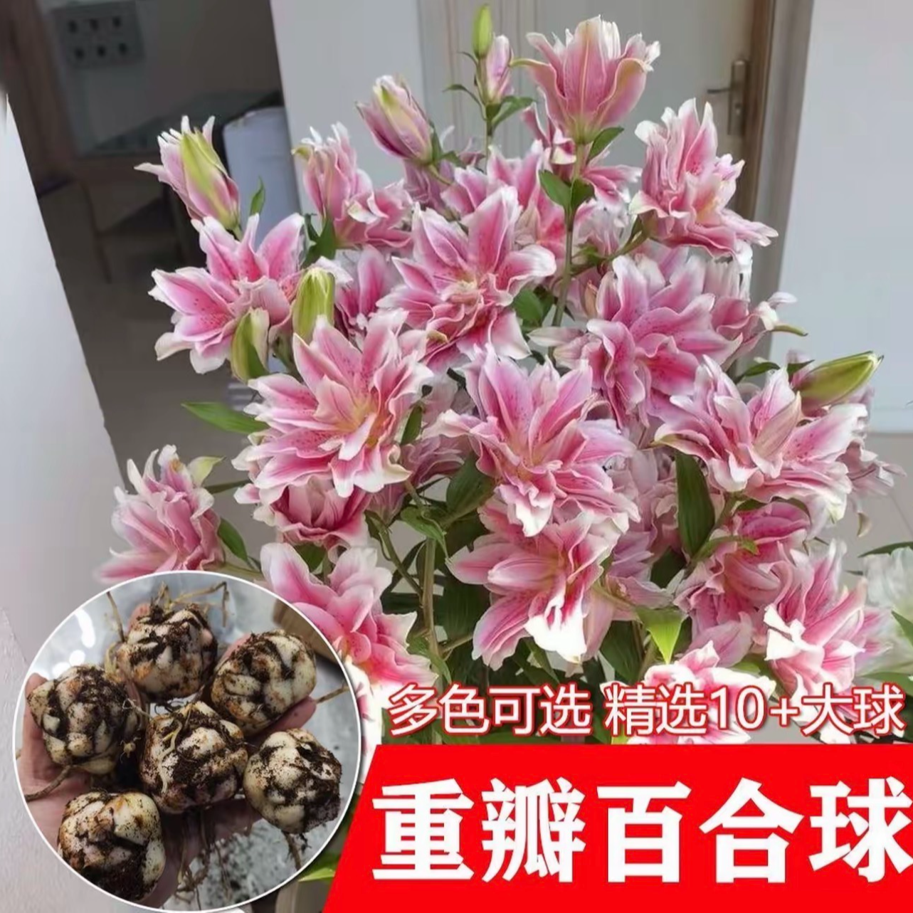【带盆栽好发货】香水百合种球带根芽重瓣百合种球浓香型庭院阳台种