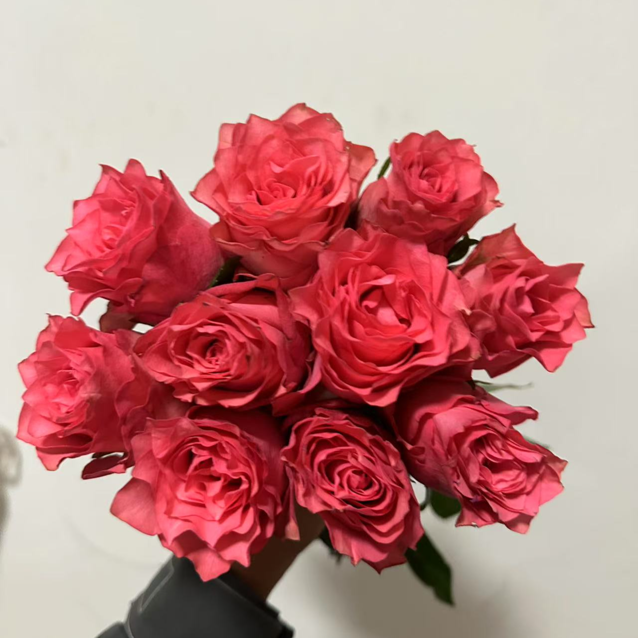 超新品月季浪漫女神酒杯状大切花四季开花花期长庭院阳台种植