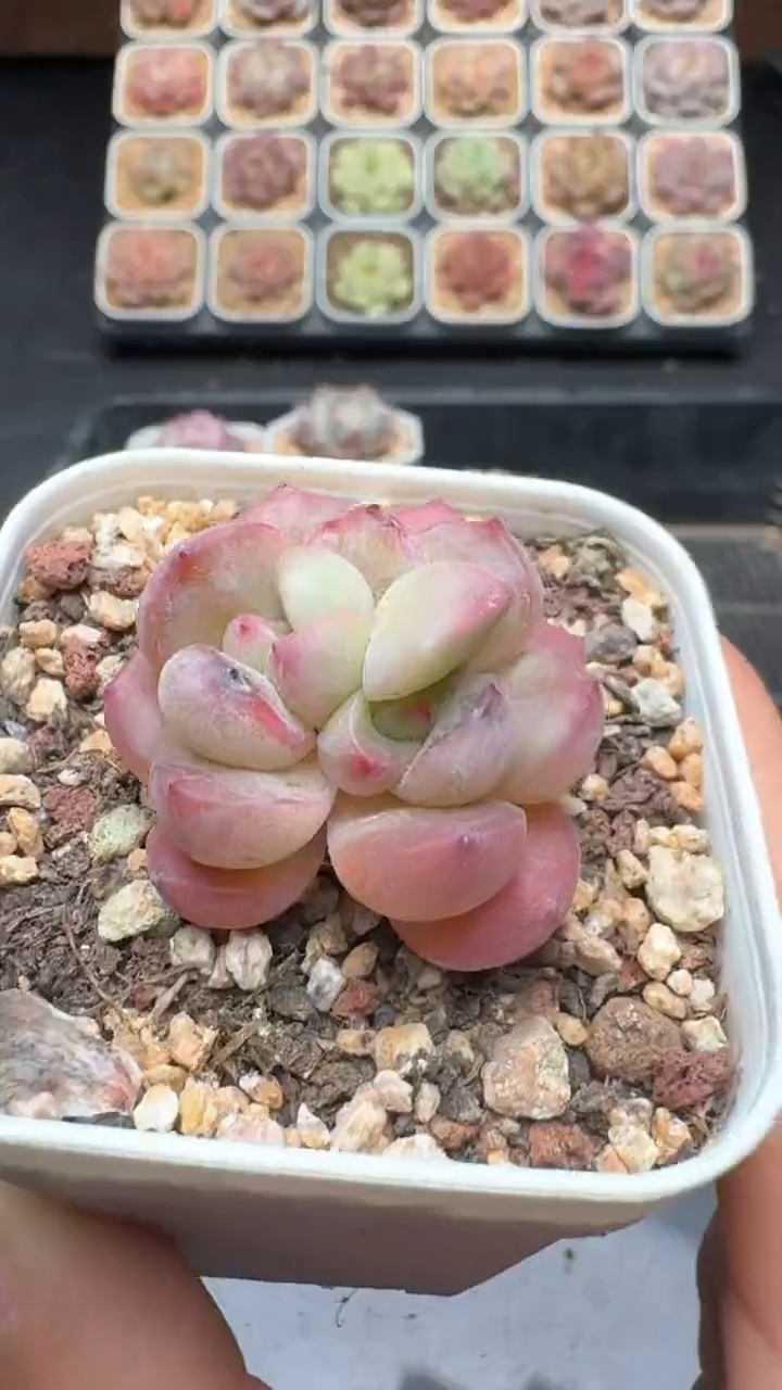 【闪购商品】229号珍妮多肉一物一拍3单包邮