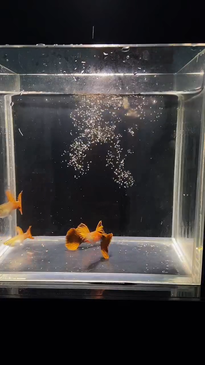 孔雀鱼大背野红二对5