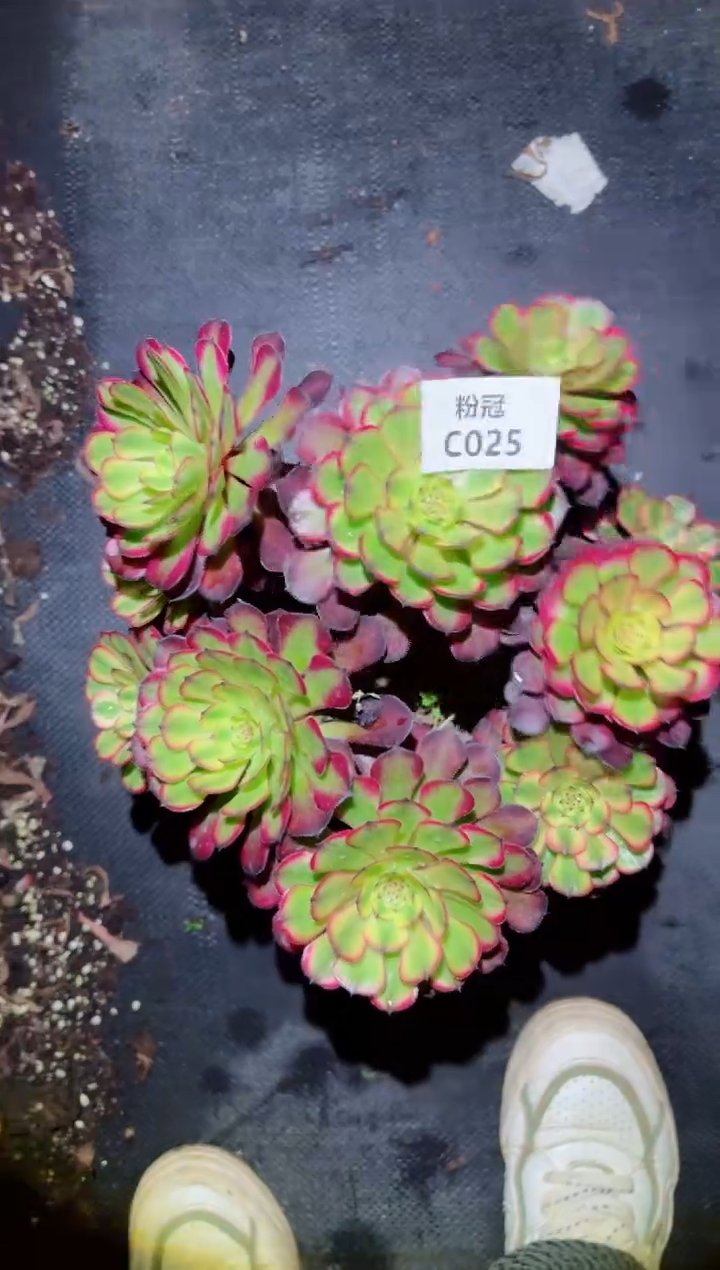 【闪购商品】C025 法师锦