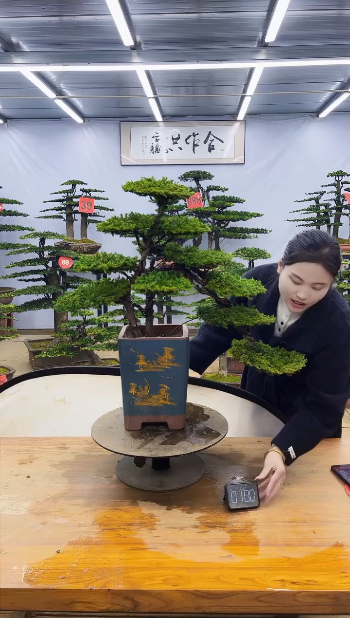 【闪购商品】高端盆景一物一拍，所见即所得