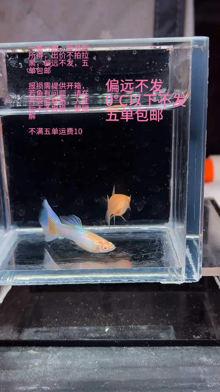 孔雀鱼孔雀鱼 20