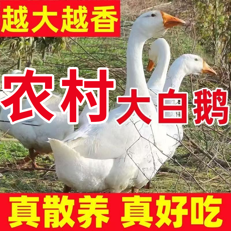 9斤大白鹅一只农家散养大白鹅冷链顺丰包邮带心肝青年鹅无包