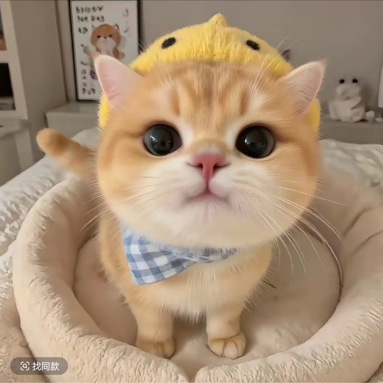 GY全系列猫粮1.5kg小包
