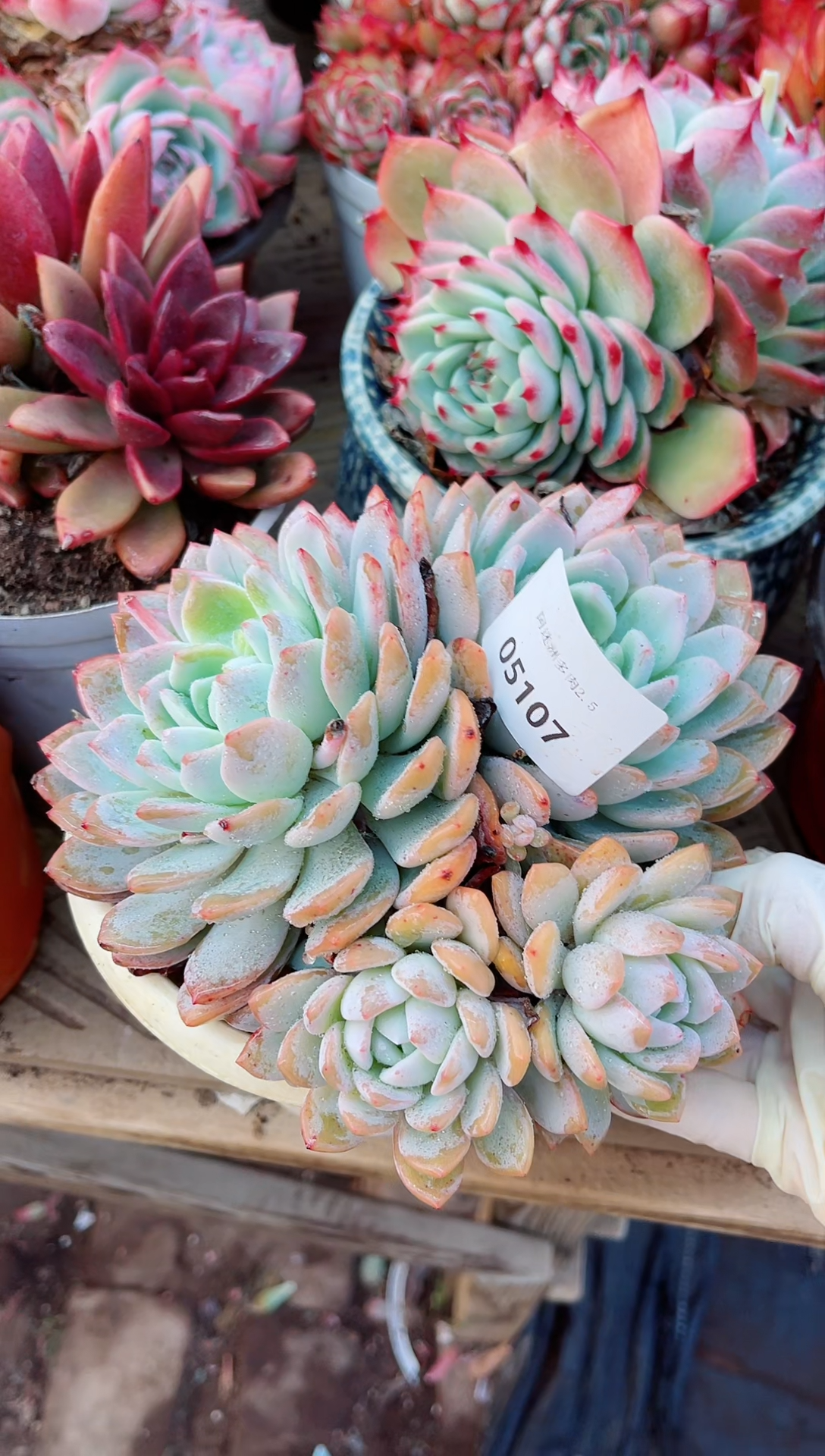 【闪购商品】05107