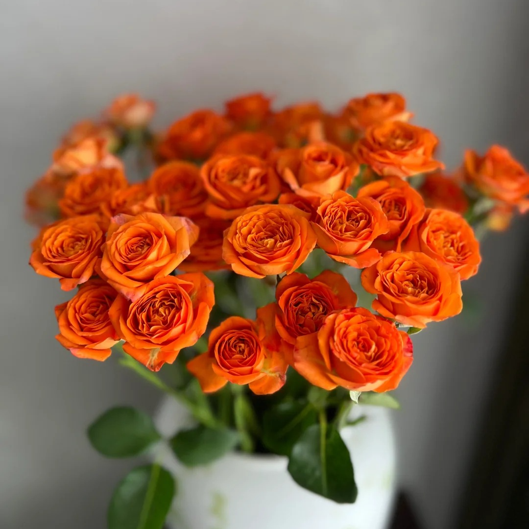 【底价橙芭比】云南基地直发家养鲜花