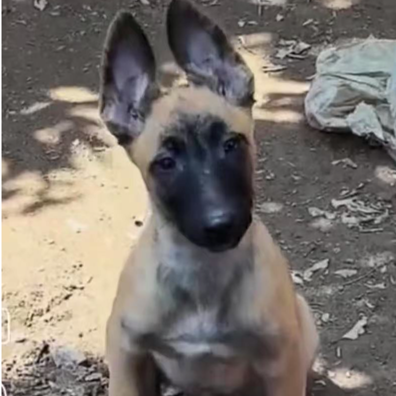 【宽宽马犬】马犬（一物一拍）家庭宠物犬狗狗幼犬
