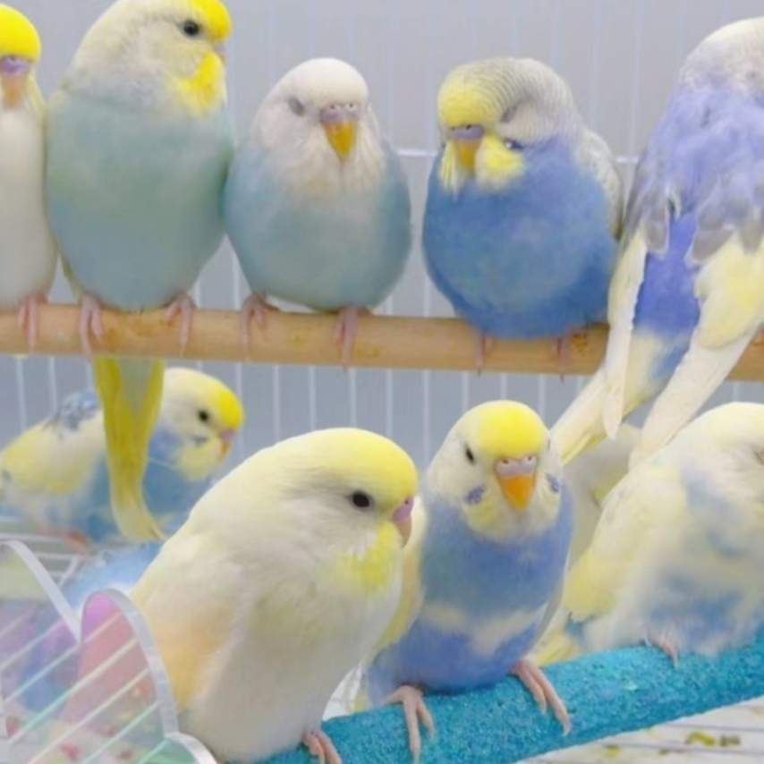 直播间竞拍（一对）（本图片与直播间竞拍实物无关）