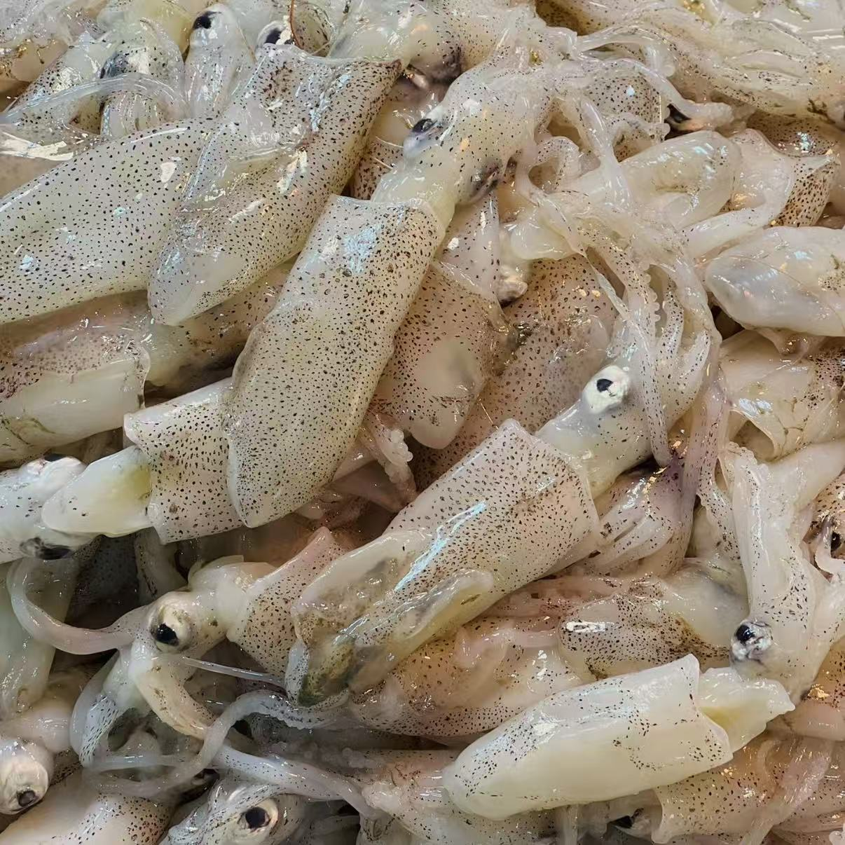 【石浦渔夫】小鱿鱼宁波东海象山石浦发货顺丰包邮