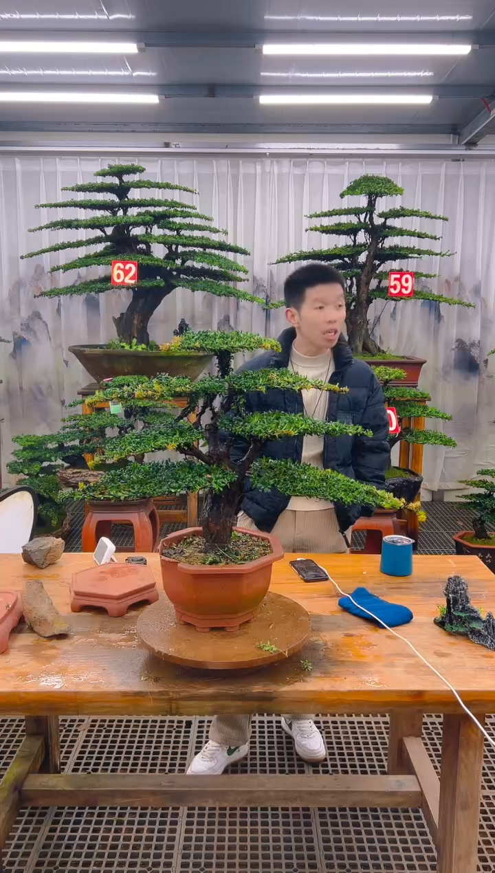 无花朵精品盆景直播间一物一拍
