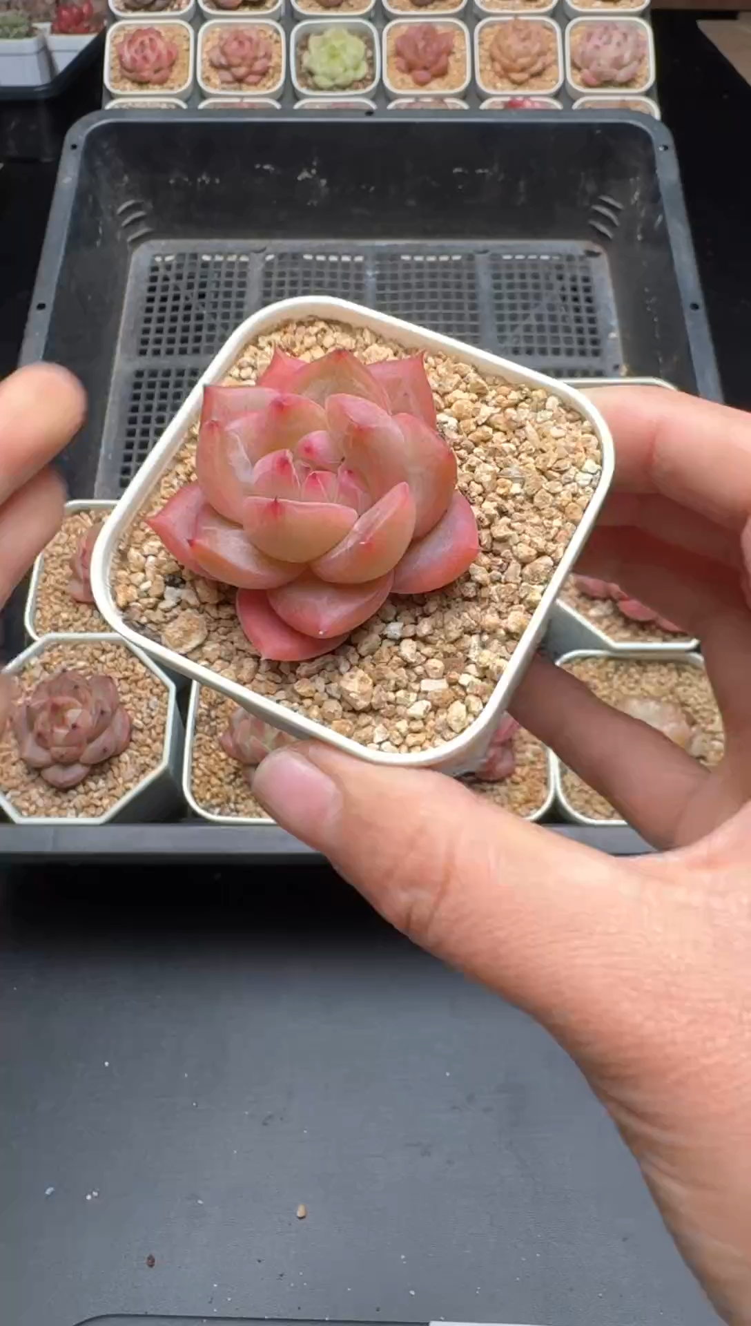 【闪购商品】013号 珍妮杂交多肉 花卉植物