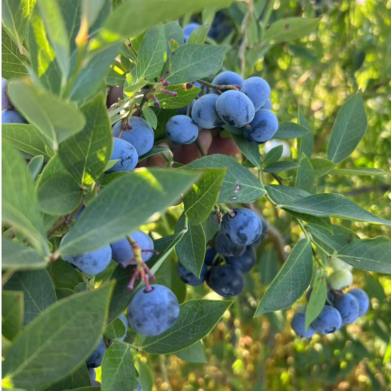 云南高山新鲜蓝莓125克脆甜花香大果蓝莓18+mm