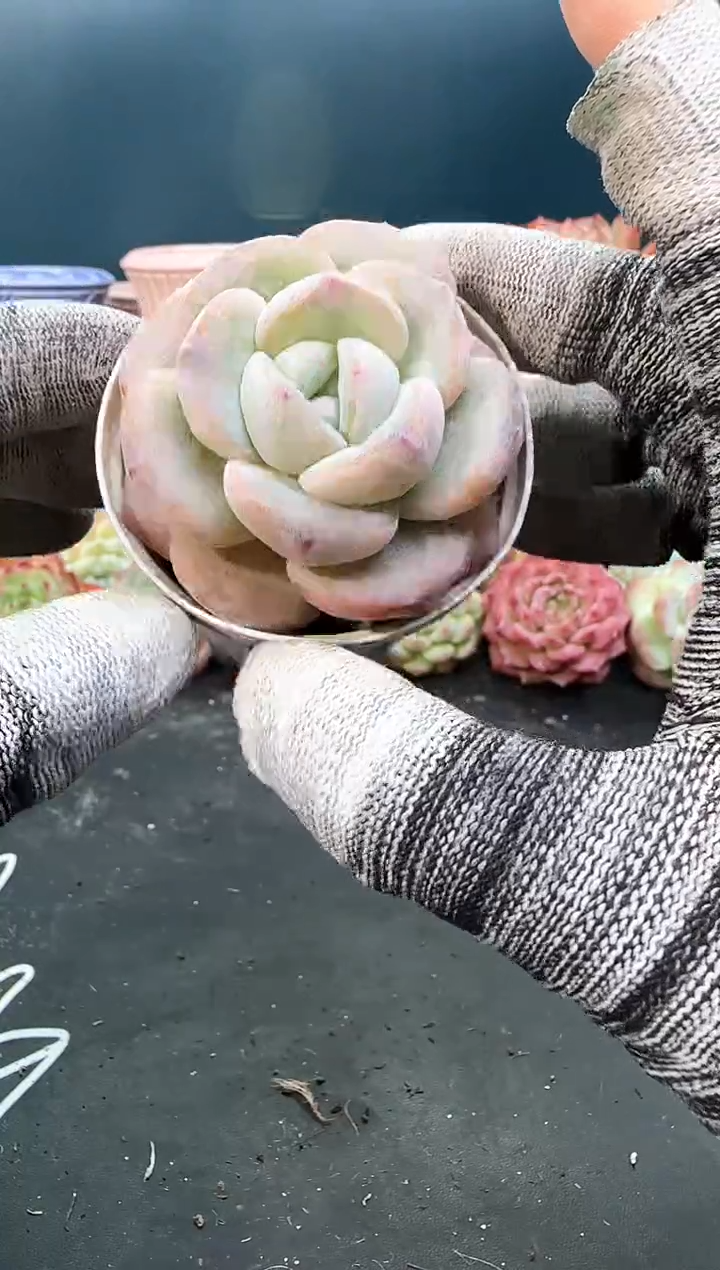 2 759 雪天使杂   （冠幅 6 cm）