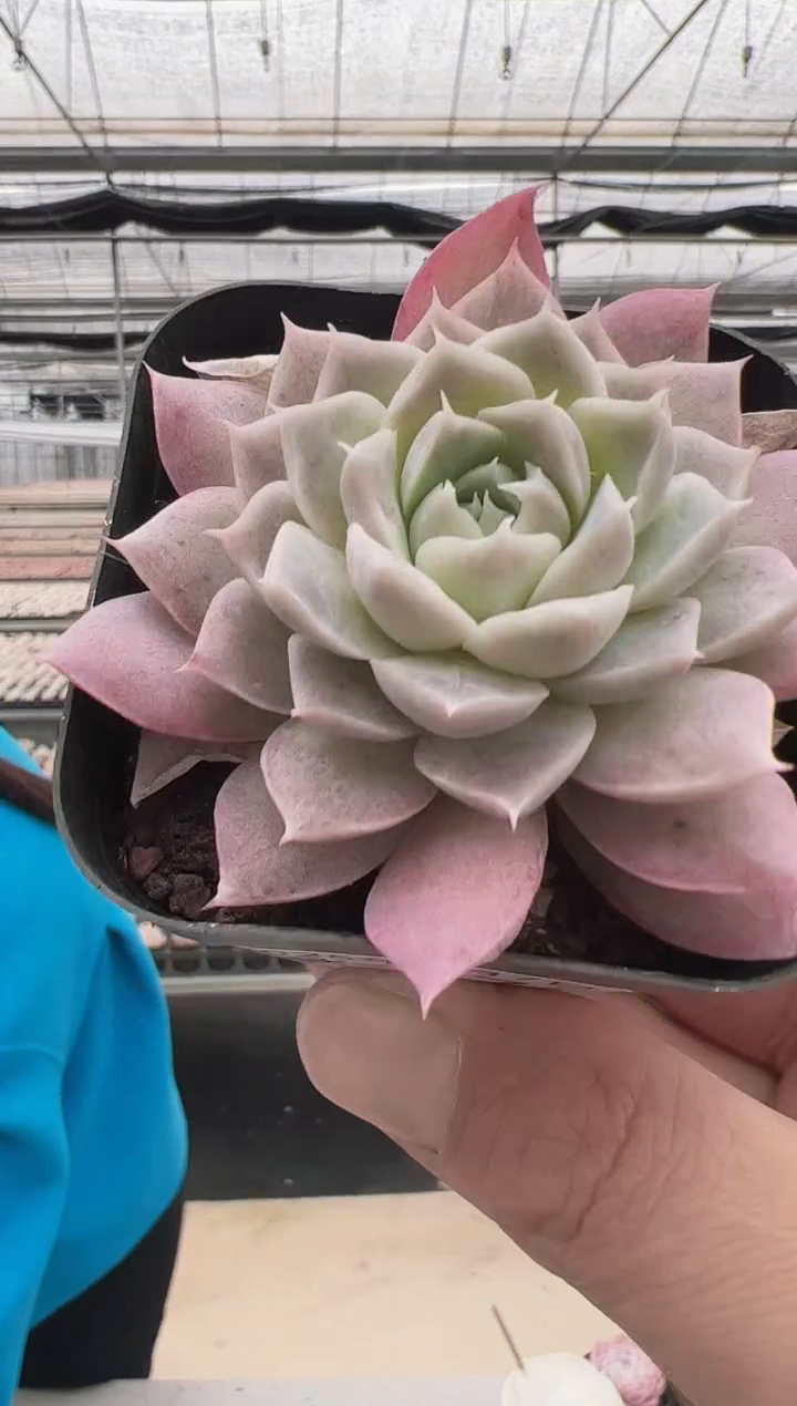 【闪购商品】新款多肉-17