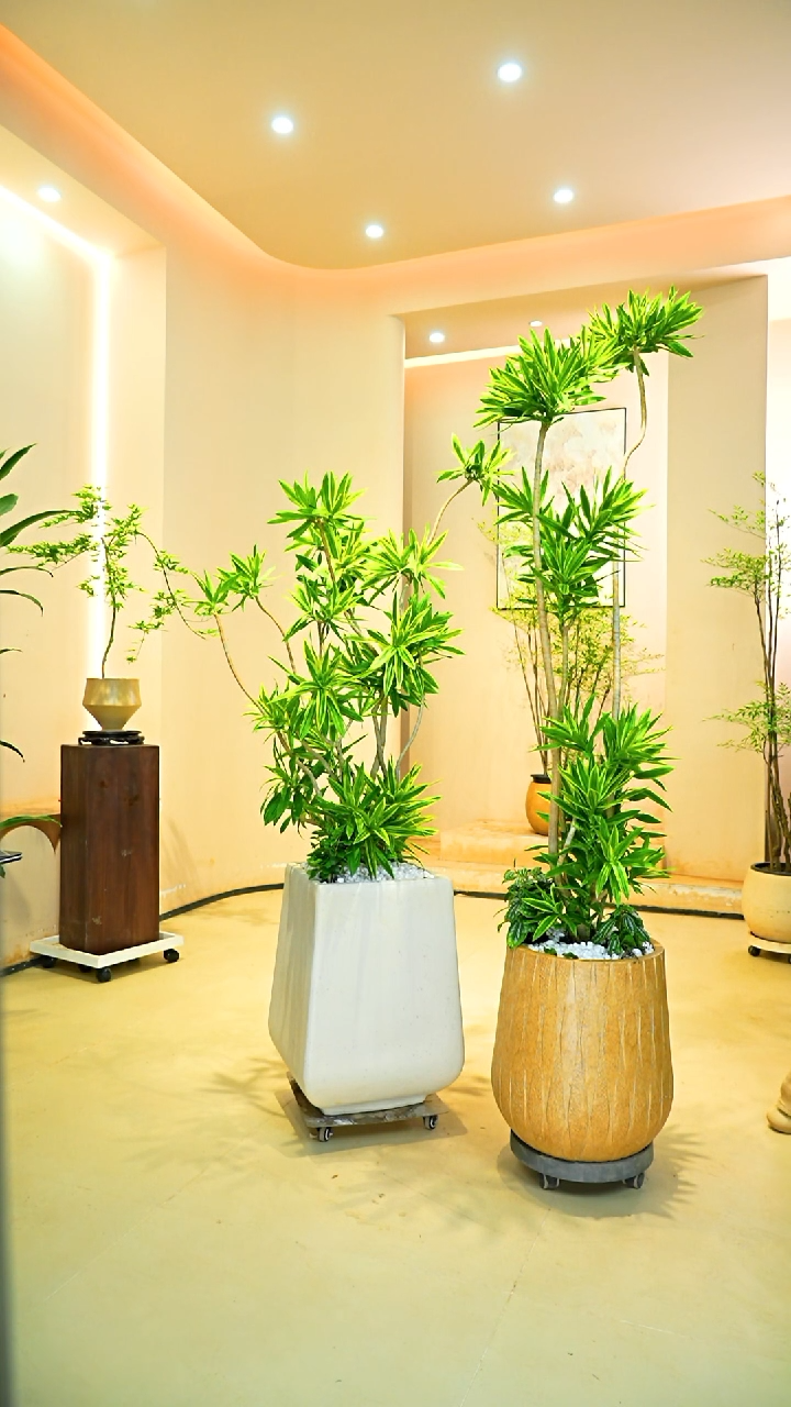 不开花植物Y**I一物一拍落地款百合竹