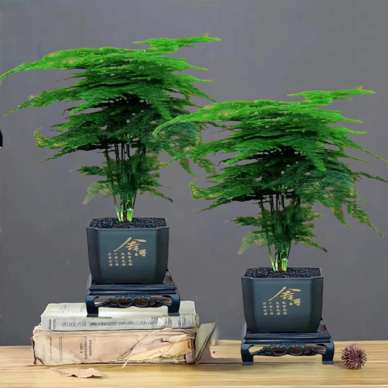 【买一送一发2套】文竹栽盆室内植物迷你客厅办公桌面绿植四季常青