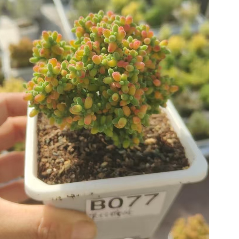 多肉枝干蜜桔糖球