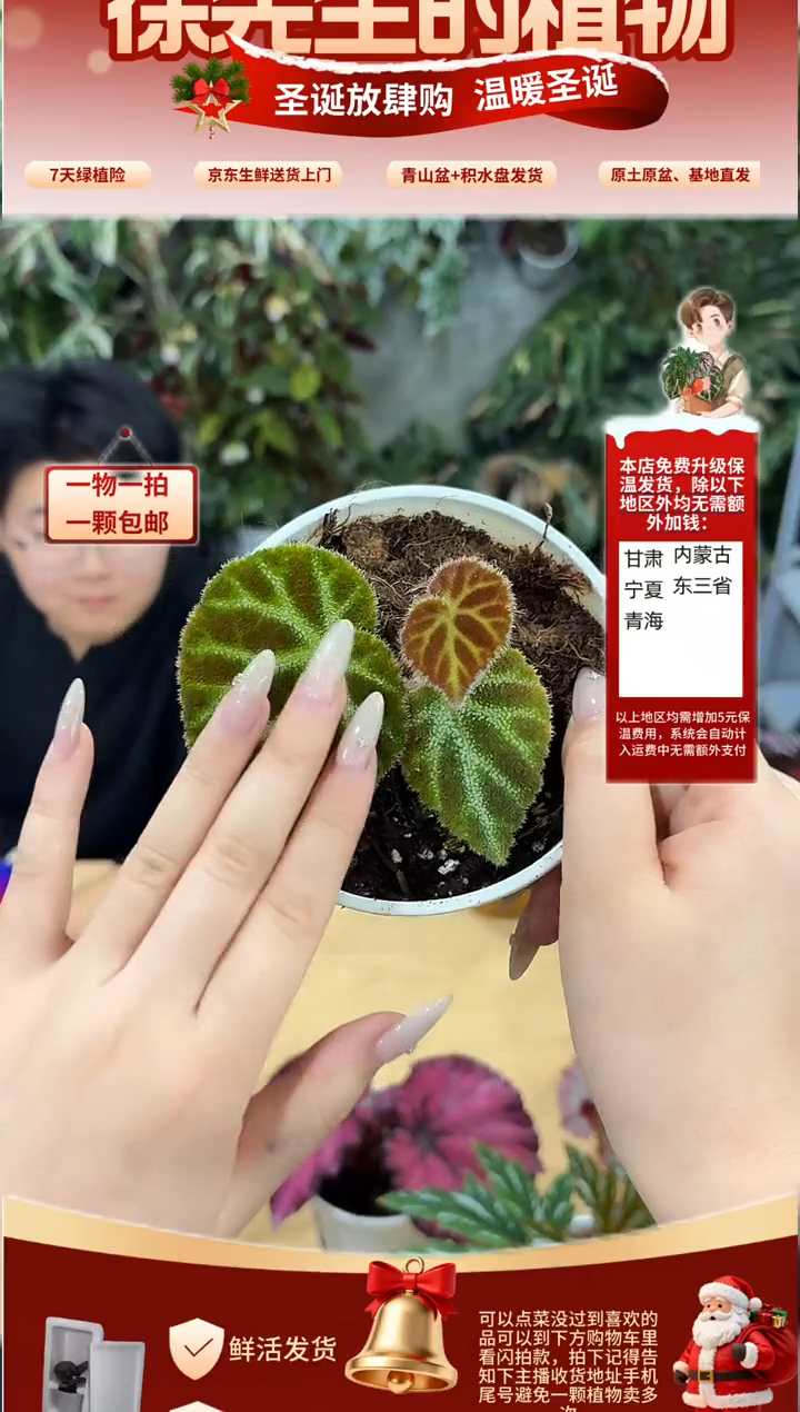 完全开放U665秋海棠