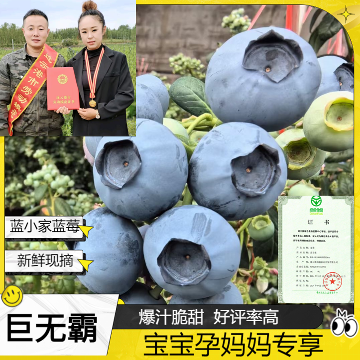 蓝小家巨无霸［22-28mm］云南高山新鲜蓝莓现摘现发（孕妈宝宝专享）