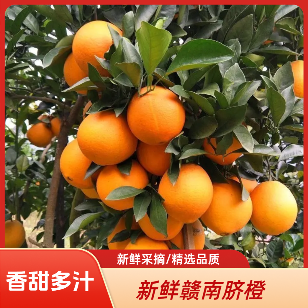 正宗江西赣南脐橙应季薄皮多汁橙子新鲜甜橙现摘产地直发