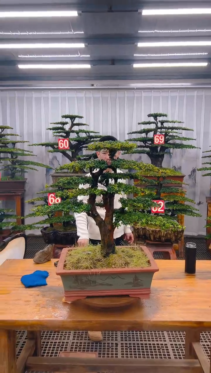 【闪购商品】紫砂精品盆景直播间一物一拍