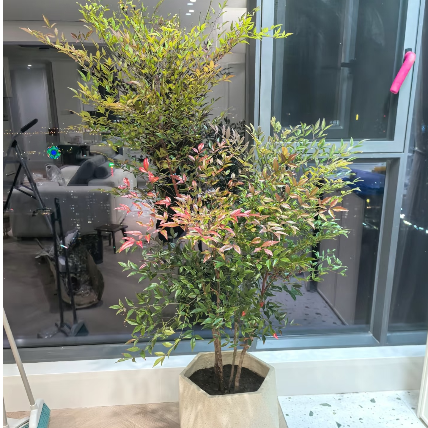 爆款火烈南天竹盆栽室内外均可种植{一物一拍}