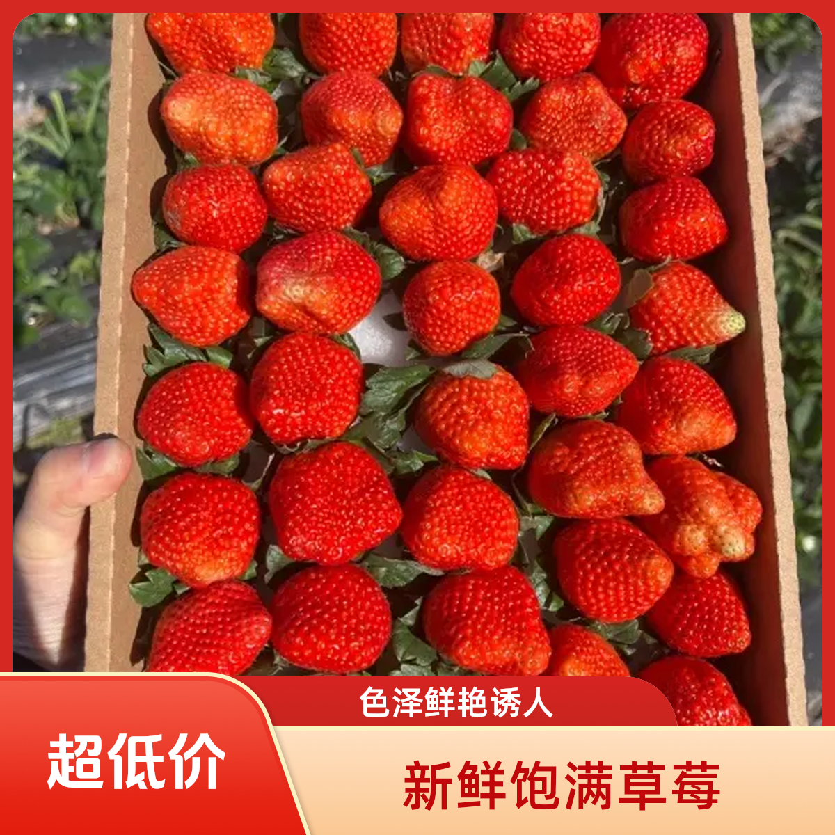 顺丰包邮四川大凉山露天奶油草莓新鲜采摘香甜红草莓大草莓3斤