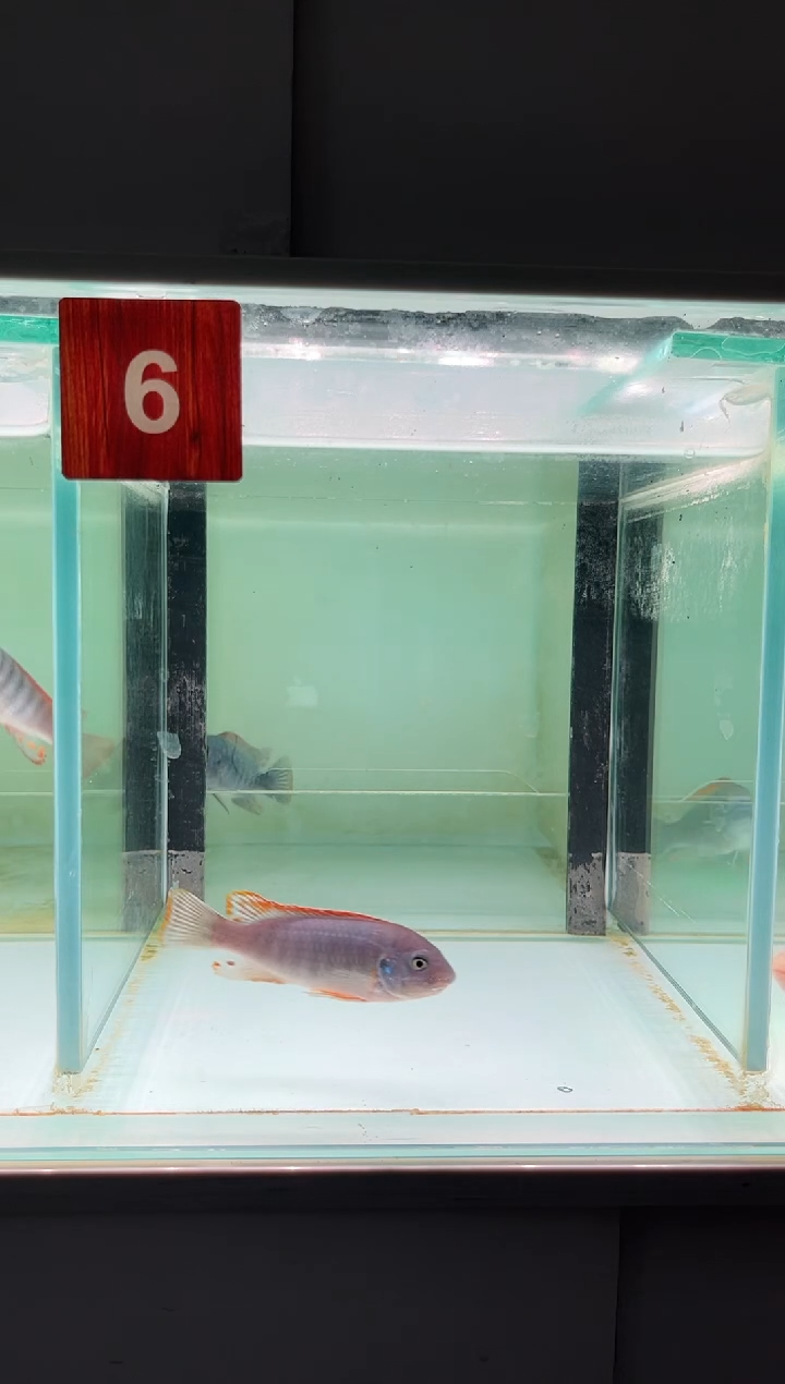 慈鲷鱼人工三湖慈鲷